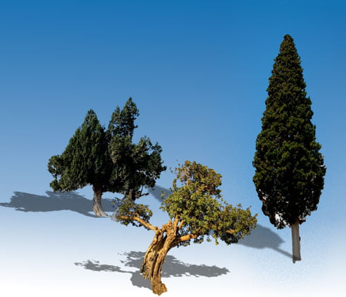 Kythira Trees